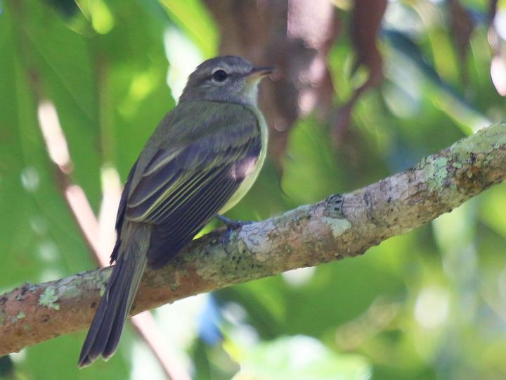 Greenish Elaenia