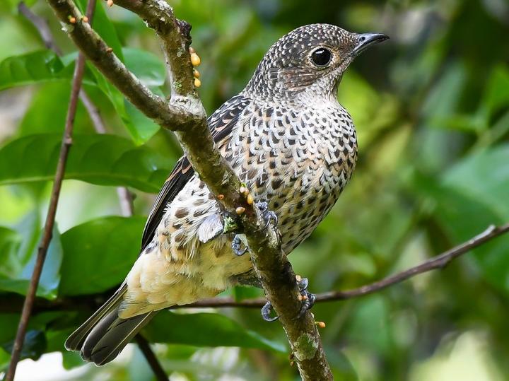 Turquoise Cotinga