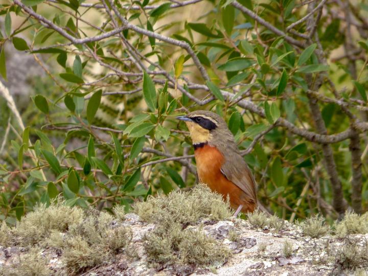 Olive-crowned Crescentchest