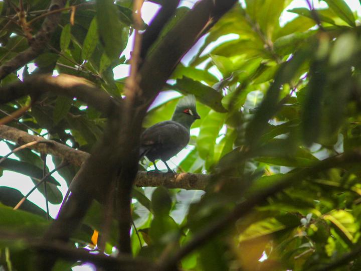 Guinea Turaco