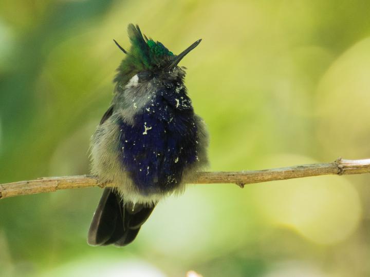 Green-crowned Plovercrest
