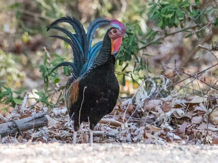 Green Junglefowl