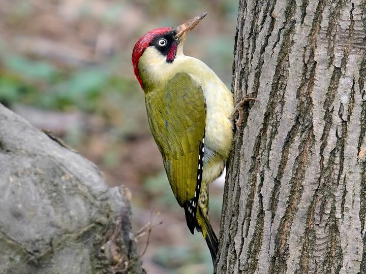 European Green Woodpecker