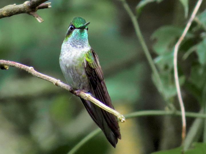 Green-throated Mountaingem