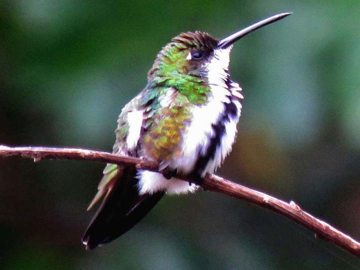 Green-throated Mango