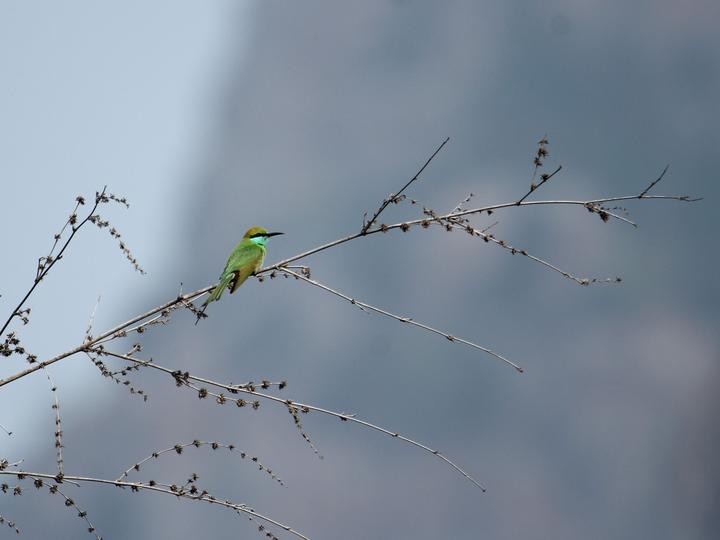 Asian Green Bee-eater