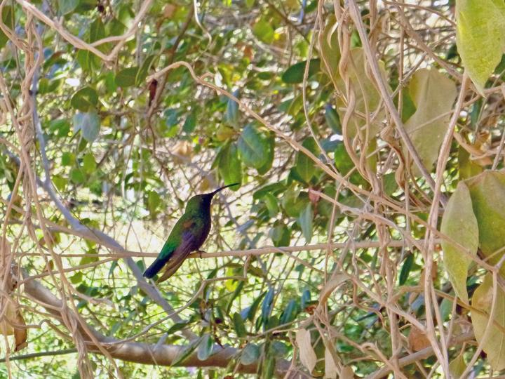 Green-throated Carib