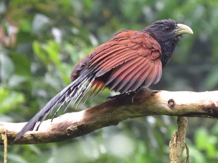 Green-billed Coucal