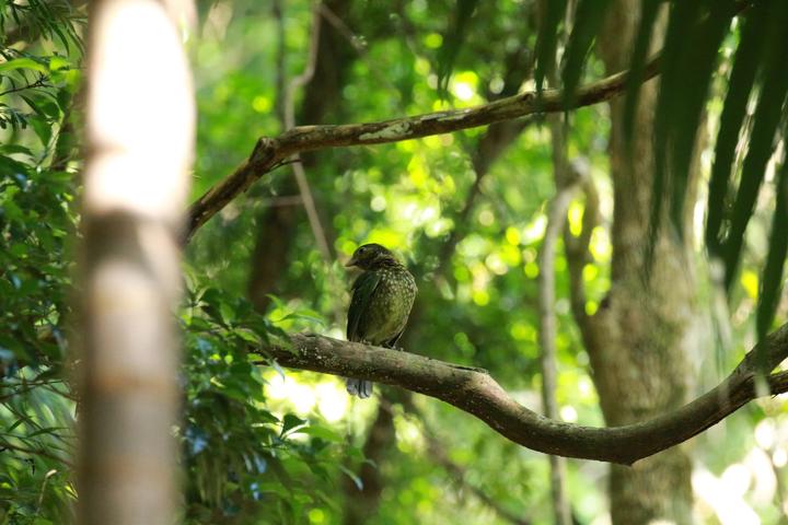 Green Catbird