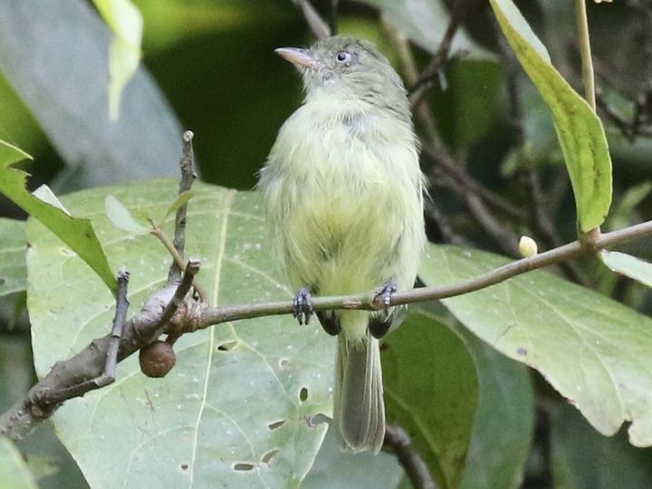 Mishana Tyrannulet