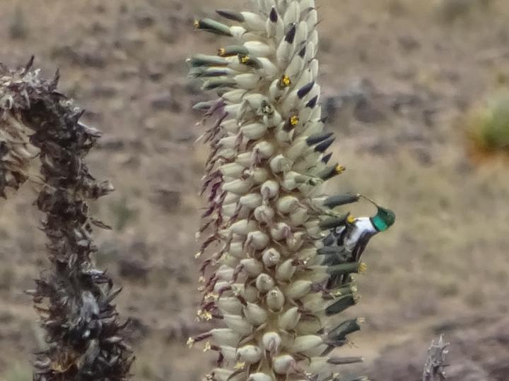 Green-headed Hillstar