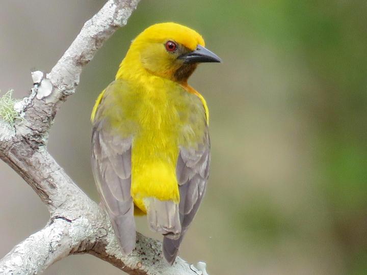 Olive-headed Weaver
