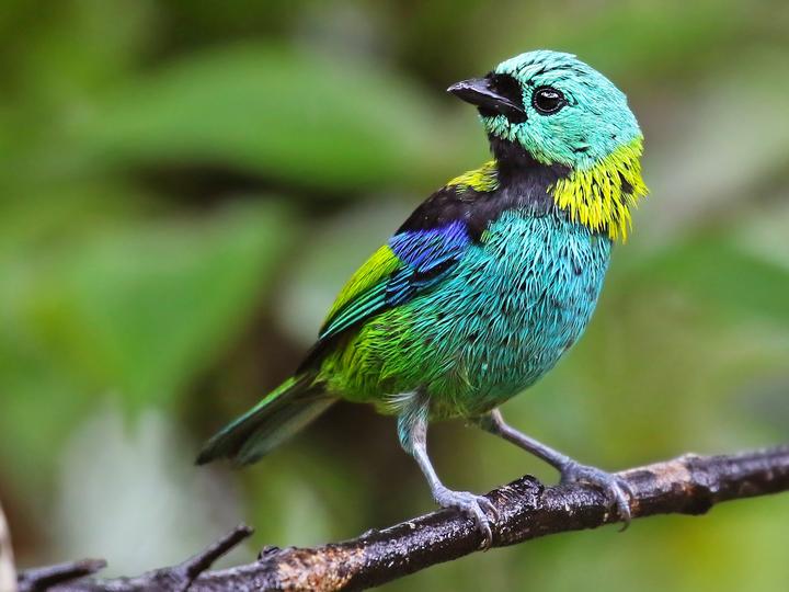 Green-headed Tanager