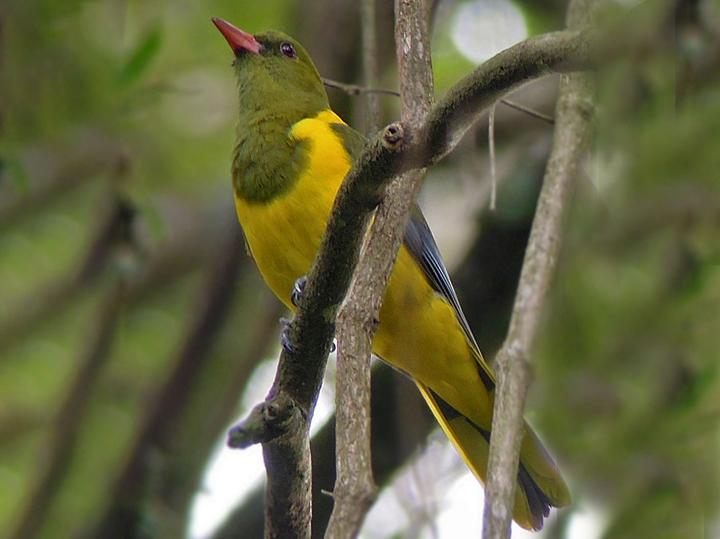 Green-headed Oriole