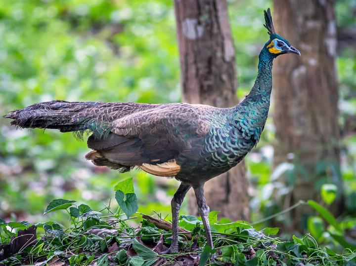 Green Peafowl