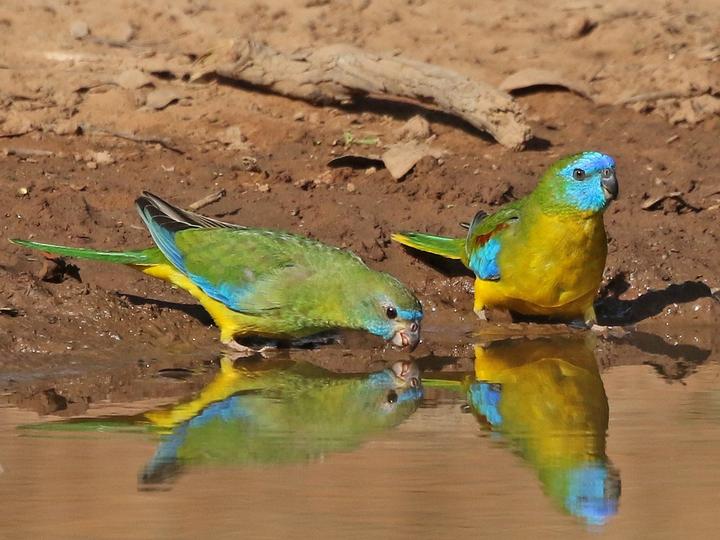 Turquoise Parrot