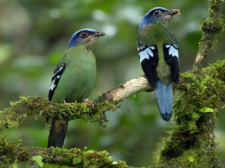 Green Cochoa