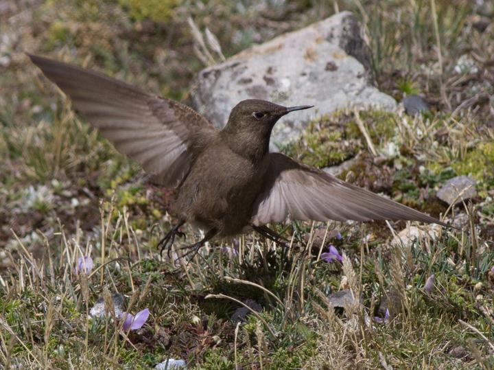Olivaceous Thornbill