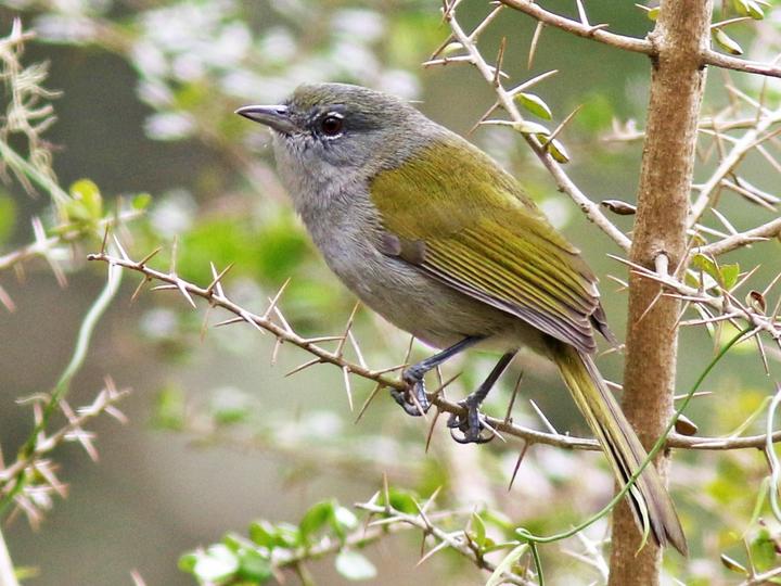 Green-tailed Warbler