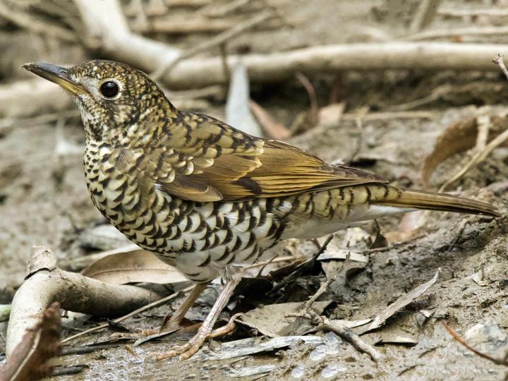 Bassian Thrush