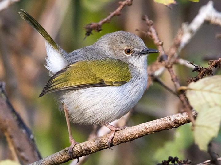Hartert's Camaroptera