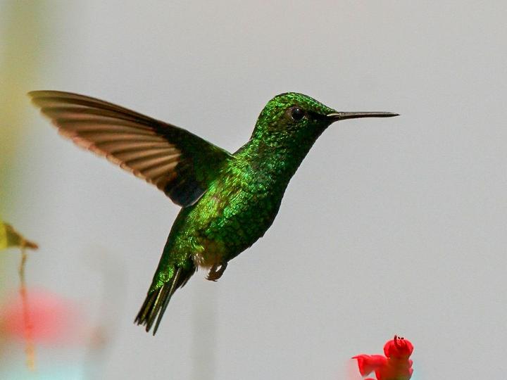 Green-tailed Emerald