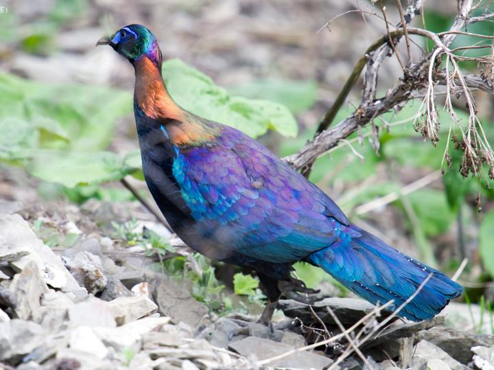 Chinese Monal