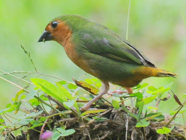 Tawny-breasted Parrotfinch
