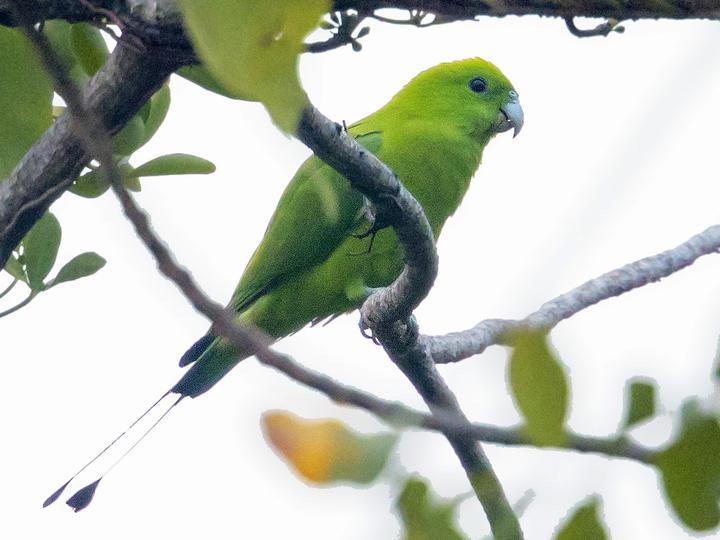 Green Racket-tail
