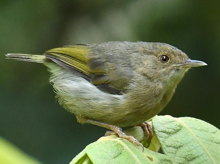Olive-green Camaroptera