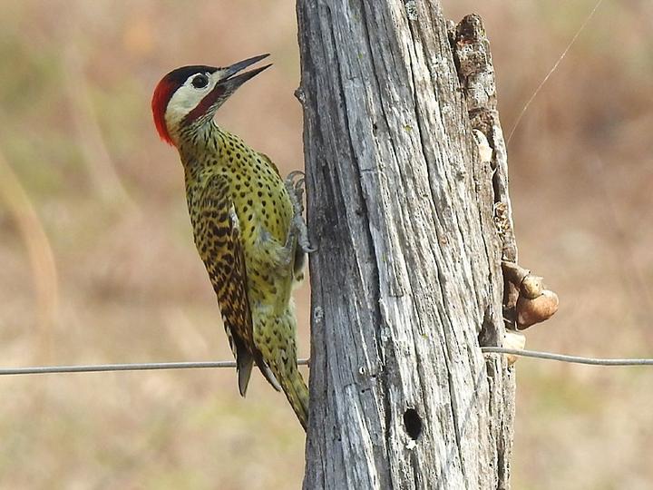 Green-barred Woodpecker