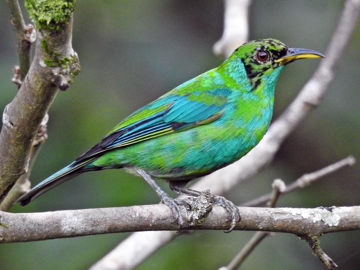 Green Honeycreeper