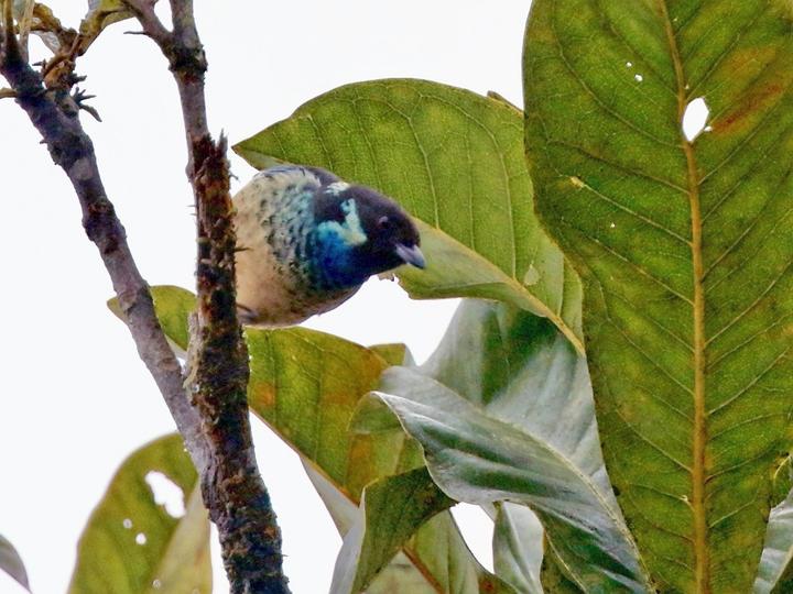 Green-naped Tanager