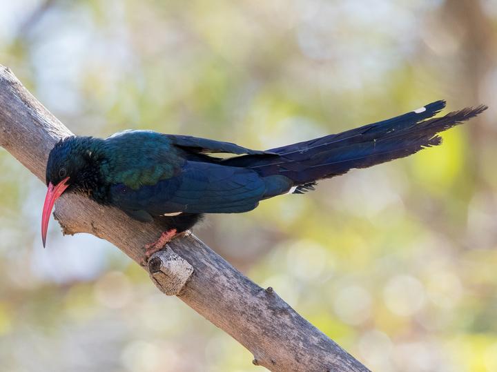 Green Wood Hoopoe