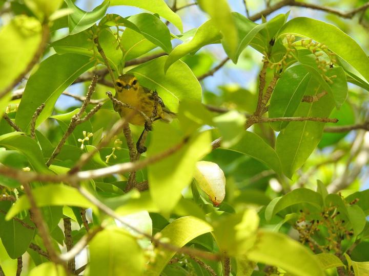 Vitelline Warbler
