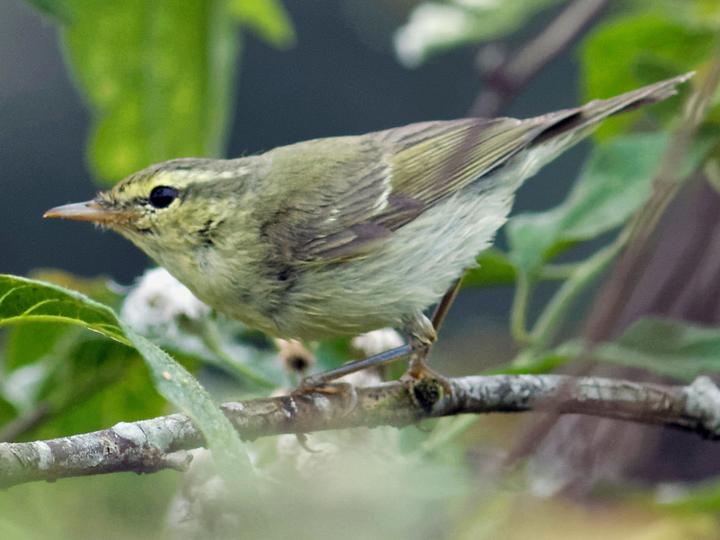 Green Warbler