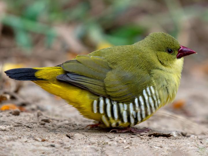 Green Avadavat