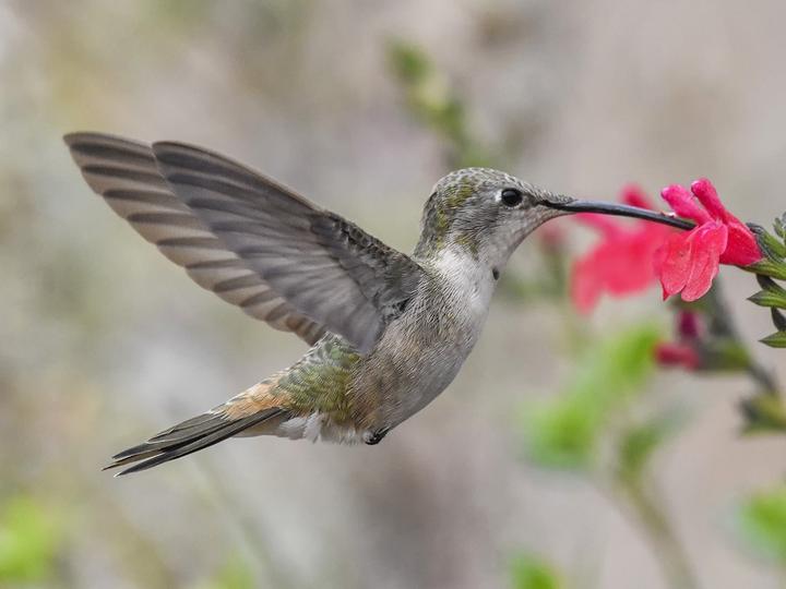 Oasis Hummingbird