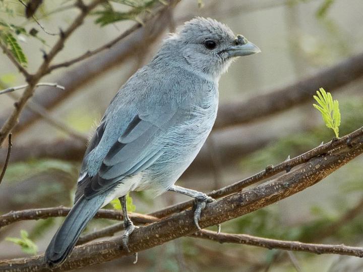 Glaucous Tanager