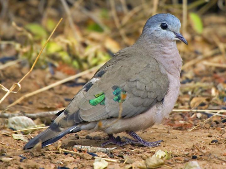 Emerald-spotted Wood Dove