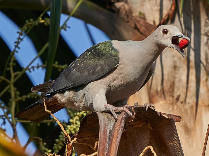 Green Imperial Pigeon