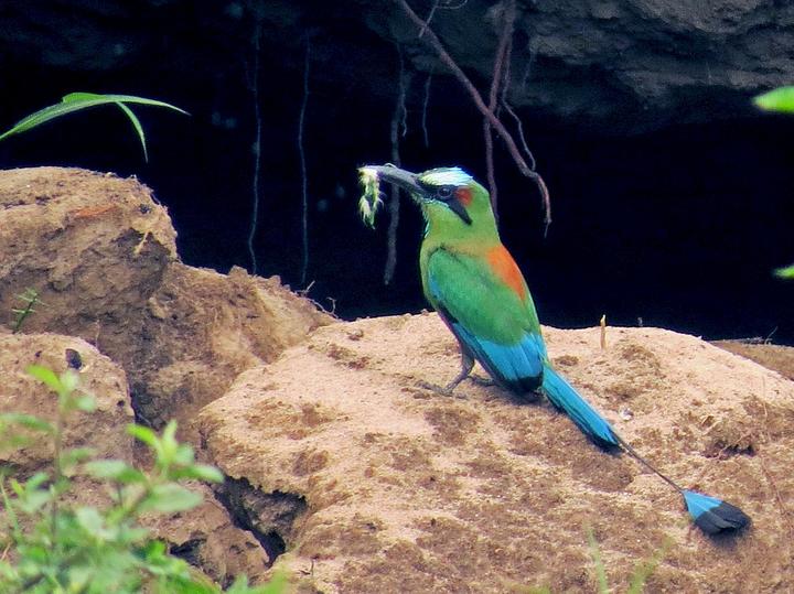 Turquoise-browed Motmot