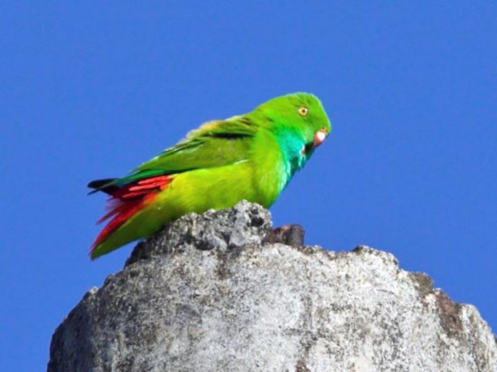 Pygmy Hanging Parrot