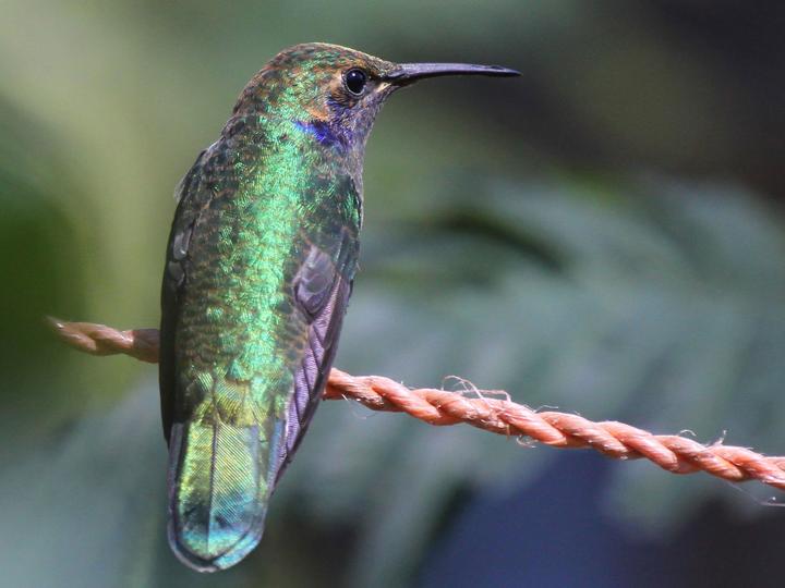 Mexican Violetear