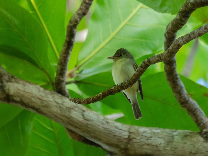 Acadian Flycatcher