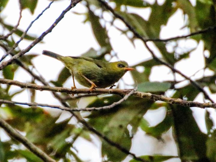 Mountain Blackeye
