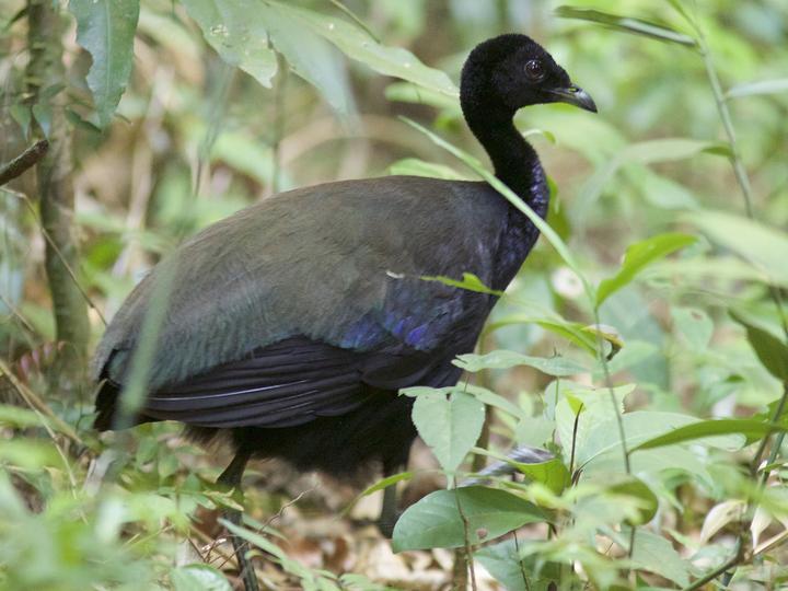 Dark-winged Trumpeter