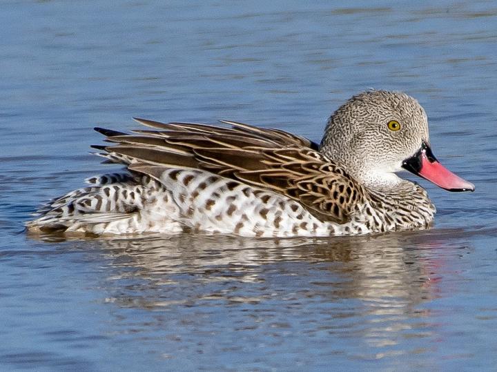 Cape Teal