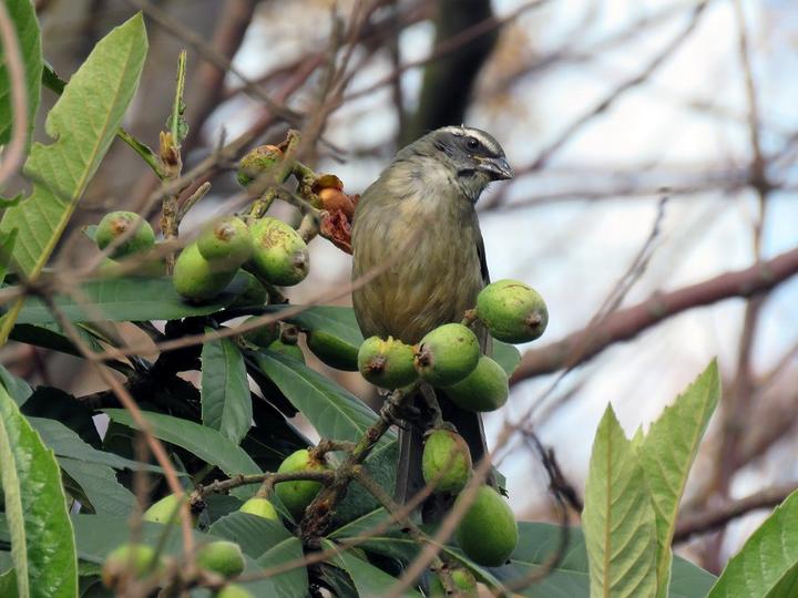Green-winged Saltator