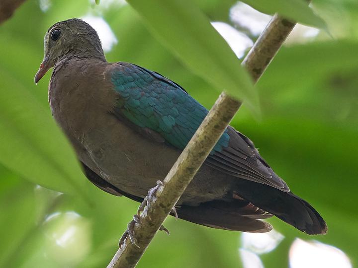 Common Emerald Dove